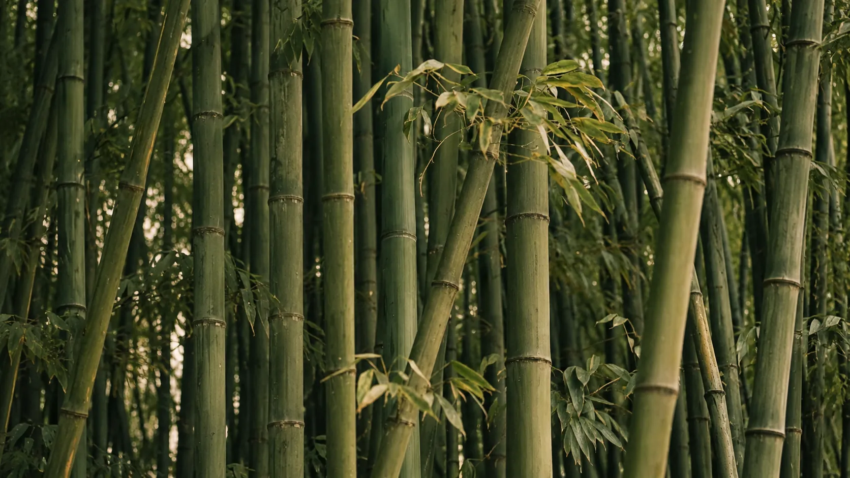 Dense green bamboo stalks reaching upward in soft natural light